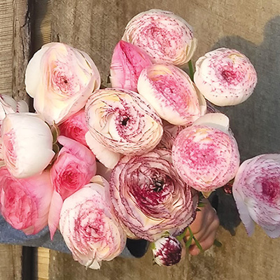 Early season income with ranunculus and anemones 